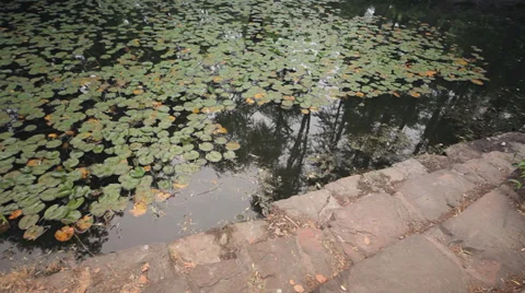 High angle close up of pond in park Stock Footage 38732586