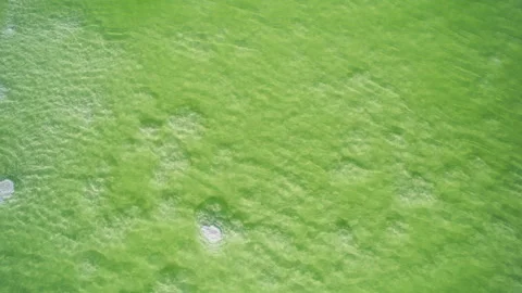 High-Angle Close-Up of Qarhan Salt Lake: Pure Emerald Water Video stock 341907502