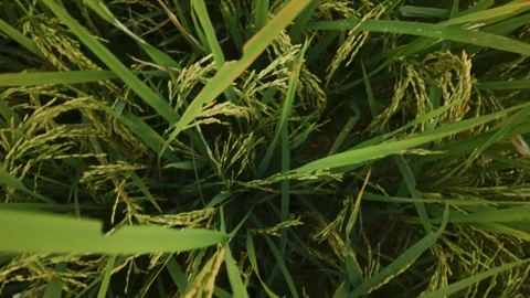 High-angle close-up of ripening yellow rice grains and green leaves Video stock 346227302