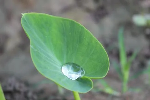 High angle close-up shot of a big water drop fallen on a Taro leaf. Stock Photos