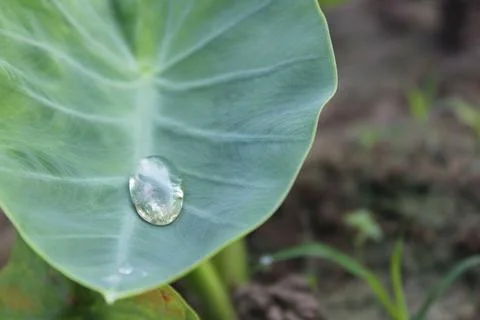 High angle close-up shot of a big water drop on a large Taro leaf Stock Photos