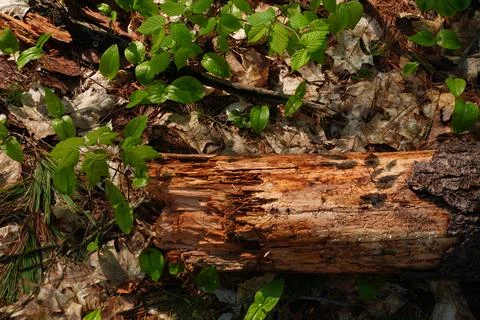 A high-angle close-up shot capturing new green foliage emerging from the forest Фото