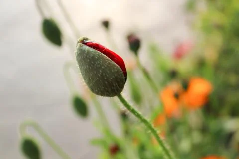 High angle close-up shot of a Common Poppy flower bud and blurred background. Foto stock