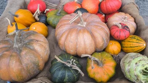A high-angle, close-up shot of a diverse assortment of freshly pumpkins Photos