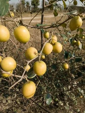 High angle close shot of Indian Jujube or Ber Fruit on the branches. Stock Photos