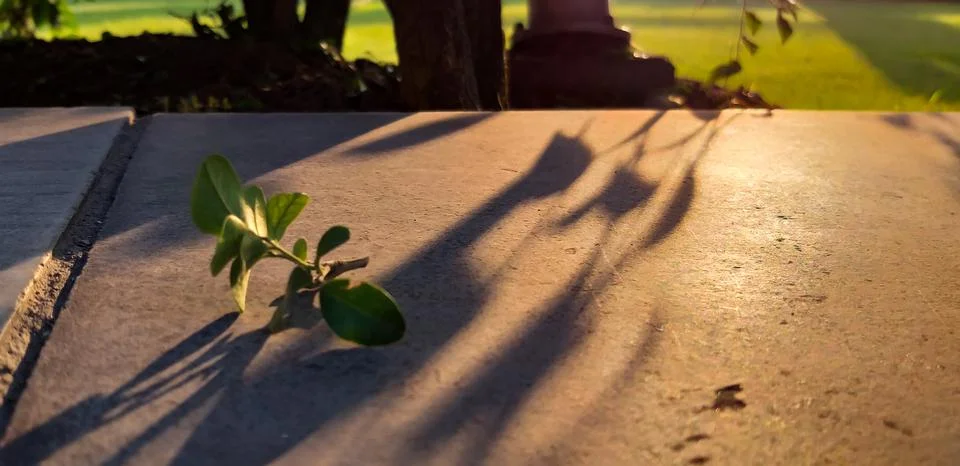 High angle close up shot of a leaf twig fallen on the ground and sunset light. Stock Photos