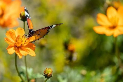 High angle close up shot of a Monarch butterfly in flowers. Stock Photos
