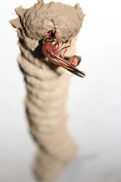 High angle close-up shot of a Red wasp building its nest. Stock Photos
