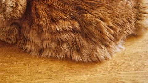 A high-angle close-up shot of a red Maine Coon lying on its back and side. Stock Photos
