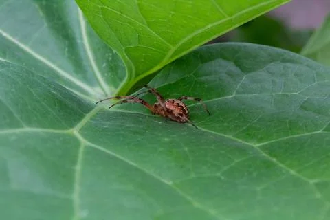 High angle close up shot of a spider hunting with legs stretched. Foto stock