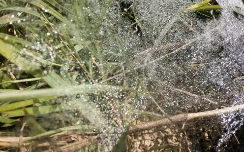 High angle close shot of a spider web with dew drops shining on grass leaves. Stock Photos
