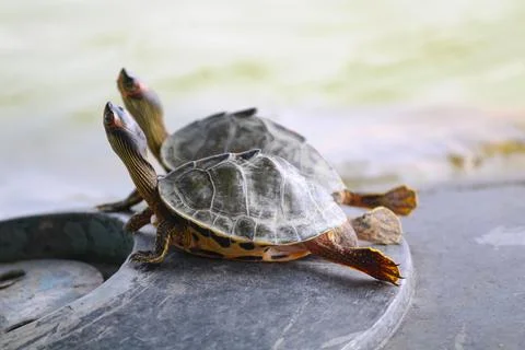 High angle close-up shot of two tortoises stretching their heads and feet. Stock Photos