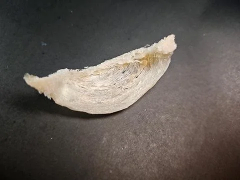 High Angle Close Up of a Single Premium Edible Bird's Nest Stock Photos