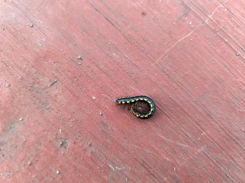 High Angle Close-up of a Small Black Millipede with Yellow Spots Curled on a Red Stock Photos