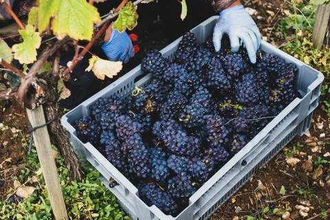 High angle close up of stack of grey plastic crated with freshly picked black 写真素材