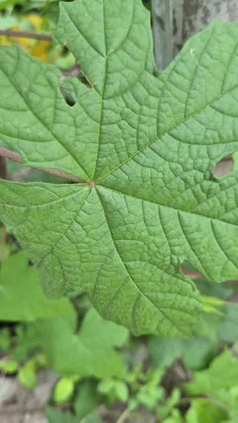 High-angle close-up of a vibrant green ribbed leaf 库存影片 339307032