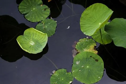 High angle close up of vibrant green lotus leaves floating on dark water su.. Stock Photos