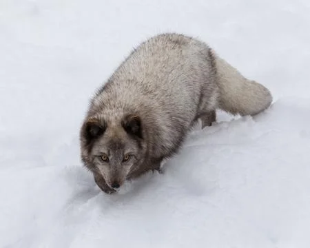 High angle close up view of blue Arctic Fox walking in snow Stock Photos