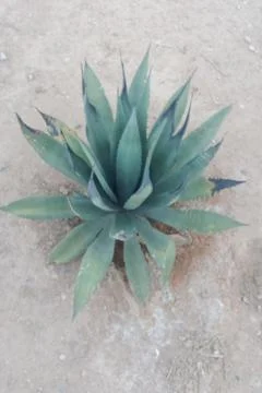 A high-angle close-up view of a green agave plant growing in dry soil Stock Photos