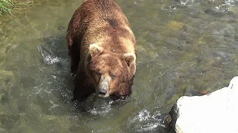 High Angle &amp; Close View of Large Boar Brown Bear Walking Down Below Stock Footage 50996548