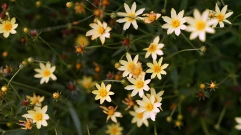 High angle close up view of small pale yellow tickseed flowers blooming in .. 스톡 동영상 332449158