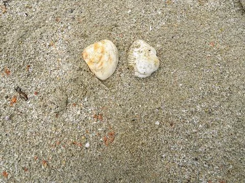 High Angle Close Up View of Two White and Tan Seashells on Coarse Wet Sand Stock Photos
