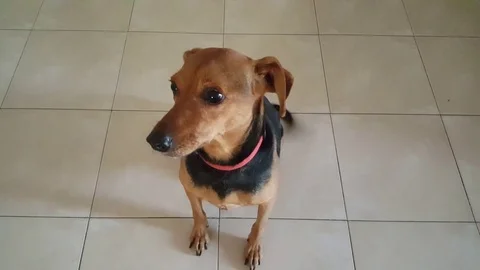 High angle closeup shot of cute dog sits on white tile floor and wags its tail Stock Footage