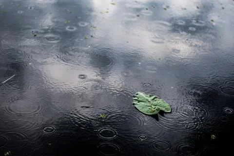High angle closeup shot of an isolated green leaf in a puddle on a rainy day Stock Photos