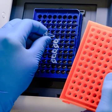A high angle closeup shot of a laboratory worker arranging pipette tips in a  Foto stock