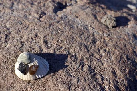 High angle closeup shot of small seashells on a stony ground in Stavern, Norw 스톡 사진