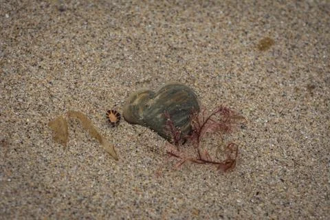 High angle closeup shot of a small stone and a tiny seashell on a sandy beach Stock Photos