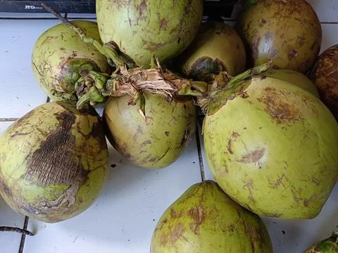 High angle of coconuts on a shelf and on the floor Stock Photos