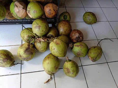 High angle of coconuts on a shelf and on the floor Stock Photos