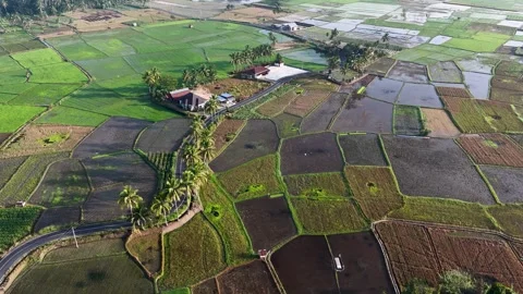 High Angle Drone Aerial Landscape View of Beautiful Rice Fields Mosaic Stock Footage 346008581