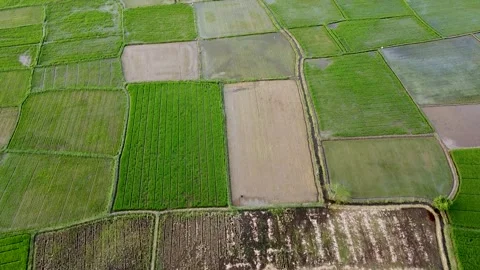 High Angle Drone Aerial Shot of Green and Brown Rice Field Plots Mosaic Stock Footage 345945389