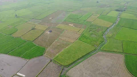 High Angle Drone Aerial View of Vast Geometric Rice Field Plots Stock Footage 346693619