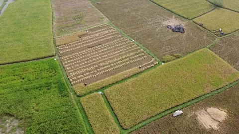 High Angle Drone Aerial View of Geometric Rice Field Plots Stock Footage 346693704