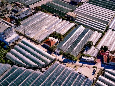 High angle drone aerial view of greenhouse fields of greens plantation in Dem Foto stock