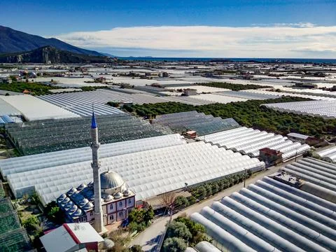 High angle drone aerial view of greenhouse fields of greens plantation in Dem Stock Photos