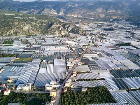 High angle drone aerial view of greenhouse fields of greens plantation in Dem Stock Photos