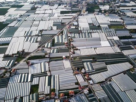 High angle drone aerial view of greenhouse fields of greens plantation in Dem Stock Photos