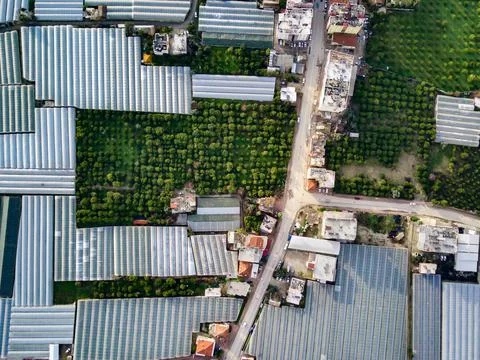 High angle drone aerial view of greenhouse fields of greens plantation in Dem Stock Photos