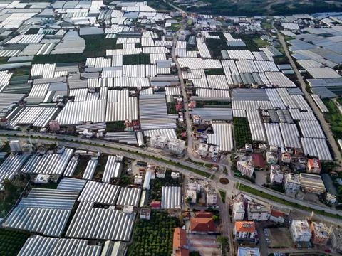 High angle drone aerial view of greenhouse fields of greens plantation in Dem Stock Photos