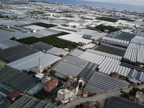 High angle drone aerial view of greenhouse fields of greens plantation in Dem Stock Photos