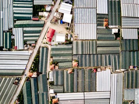 High angle drone aerial view of greenhouse fields of greens plantation in Dem Stock Photos