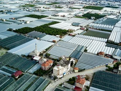 High angle drone aerial view of greenhouse fields of greens plantation in Dem Stock Photos