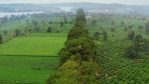 High angle drone flight parallel to infinite pine tree line and tea fields 4K Stock Footage 339306737