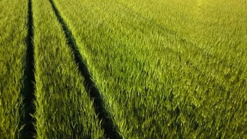 High angle drone footage tracking over a June barley field to scan for fawns and 스톡 동영상 340893413
