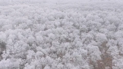 High-angle drone footage of a vast deciduous forest blanketed in fresh snow in Stock Footage 346674809