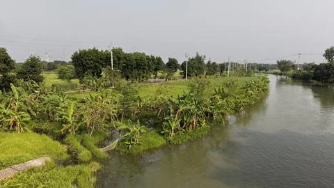 High-angle drone image of green crops, banana trees, and an irrigation canal Stock Photos